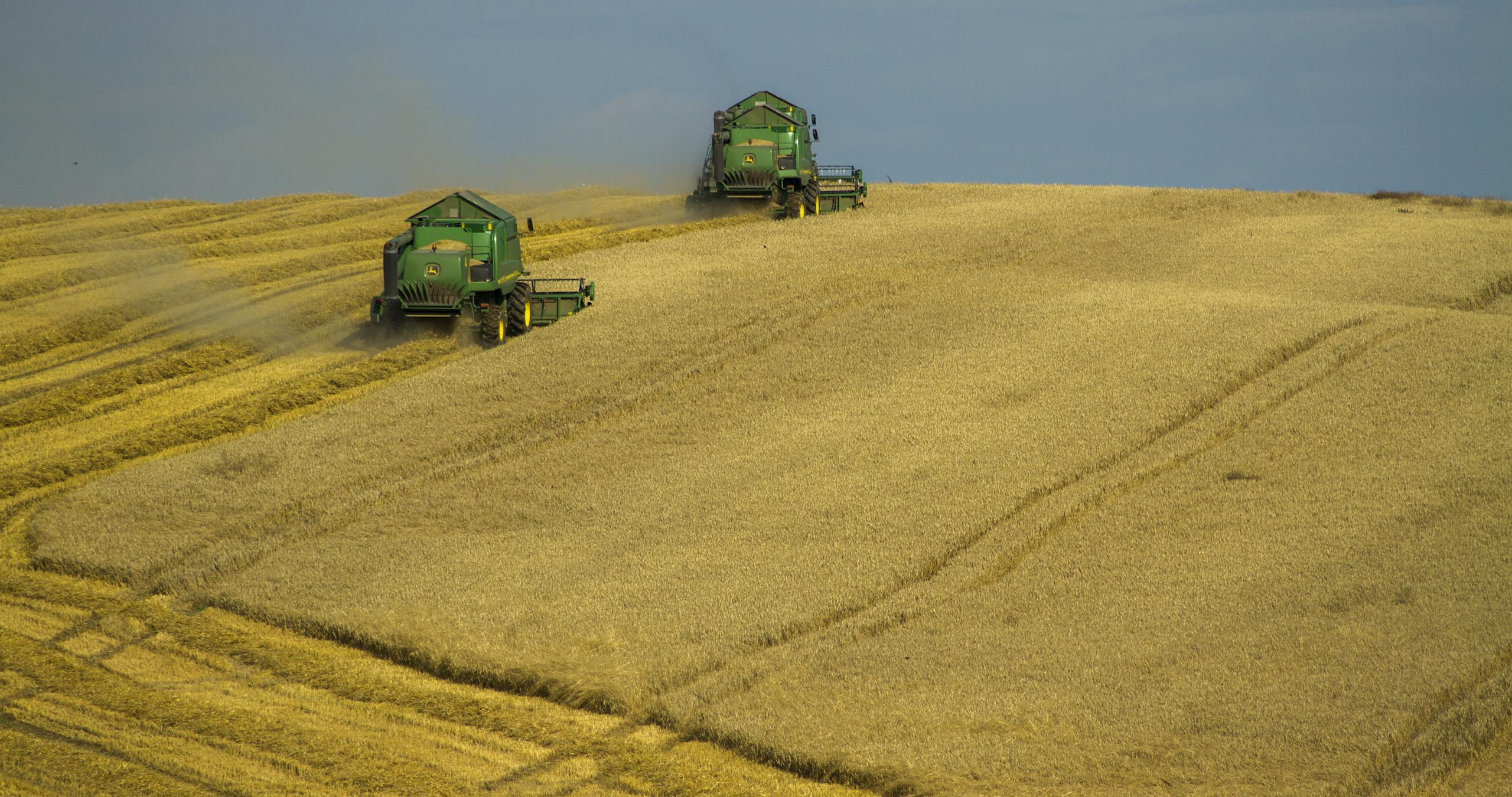 Combine harvesters work in a wheat field during a sunny day in rural Poland.