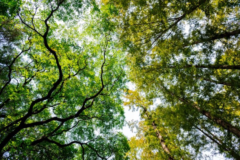 Edukacja ekologiczna w szkołach – jak uczyć o klimacie?